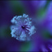 20110328231049_pistils_d__hortensias.jpg 20110328231049_pistils_d__hortensias.jpg