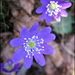 20110329135101_grande_ouverte.jpg 20110329135101_grande_ouverte.jpg