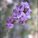 20110329135101_lilas_sauvage.jpg 20110329135101_lilas_sauvage.jpg
