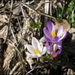 20110329135101_delicate.jpg 20110329135101_delicate.jpg