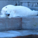 20110330115650_ours_blanc.jpg