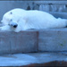 20110330115650_ours_blanc.jpg 20110330115650_ours_blanc.jpg