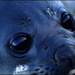 20110330160147_bebe_elephant_de_mer.jpg 20110330160147_bebe_elephant_de_mer.jpg