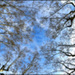 20110330160735_les_racines_ont_des_ailes.jpg 20110330160735_les_racines_ont_des_ailes.jpg