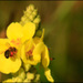 20110328161223_abeille_butineuse.jpg