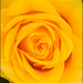 20110329185143_jaune__2_.jpg 20110329185143_jaune__2_.jpg