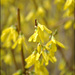 20110329185143_jaune__3_.jpg 20110329185143_jaune__3_.jpg
