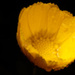 20110330001211__jaune__la_fleur.jpg 20110330001211__jaune__la_fleur.jpg