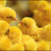 20110330114037_colored_chicks_yellow.jpg