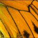 20110330161436_aile_de_papillon.jpg 20110330161436_aile_de_papillon.jpg