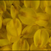 20110330163534_petalles.jpg 20110330163534_petalles.jpg