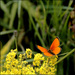 20110330211053_papillon_orange_fleurs_jaunes_2.jpg