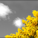 20110330221041_printemps.jpg 20110330221041_printemps.jpg