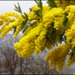 20110330221827_mimosa_hiver.jpg 20110330221827_mimosa_hiver.jpg