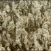 20110330221827_roseliere.jpg 20110330221827_roseliere.jpg