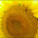 20110330232933_soleil___sylvia_r.jpg 20110330232933_soleil___sylvia_r.jpg