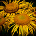 20110331000952_clos_du_coudray_yellow_brothers_original.jpg 20110331000952_clos_du_coudray_yellow_brothers_original.jpg