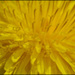 20110331005531_severine_rouiller_au_coeur_du_jaune__2_.jpg 20110331005531_severine_rouiller_au_coeur_du_jaune__2_.jpg