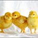 20110331005531_severine_rouiller_jaune_poussin___.jpg