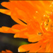 20110331165512_petite_bete.jpg 20110331165512_petite_bete.jpg