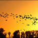 20110330161437_envol_d_ibis_au_soleil_couchant.jpg 20110330161437_envol_d_ibis_au_soleil_couchant.jpg