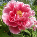 20110328154230_rose_2.jpg 20110328154230_rose_2.jpg