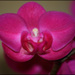 20110328163112_orchidee.jpg 20110328163112_orchidee.jpg