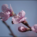 20110328163112_printemps.jpg 20110328163112_printemps.jpg