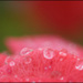 20110328231837_rose_perlee.jpg 20110328231837_rose_perlee.jpg