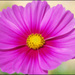 20110329185618_magenta__1_.jpg 20110329185618_magenta__1_.jpg
