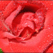 20110329185618_magenta__2_.jpg 20110329185618_magenta__2_.jpg