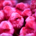 20110330113810_colored_chick_magenta.jpg 20110330113810_colored_chick_magenta.jpg