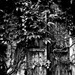20110522225913_grand_maman__.jpg