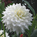 20110523111054_white_dahlia.jpg 20110523111054_white_dahlia.jpg