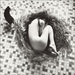 20110606215245_la_queue_du_chat 20110606215245_la_queue_du_chat