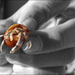 20110608224951_bernard_l_hermite_ 20110608224951_bernard_l_hermite_
