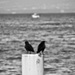 20111212222206_sashin06_36eme 20111212222206_sashin06_36eme