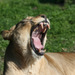 20120130150558_lionne2___zoo_de_la_barben_13__galerie 20120130150558_lionne2___zoo_de_la_barben_13__galerie