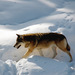 20120130133215_laponie153_crop 20120130133215_laponie153_crop