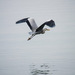 20120130131932_heron