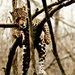 20120130163153_052_les_felins_de_nesles_02172009 20120130163153_052_les_felins_de_nesles_02172009