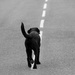 20120130171817__guf6787_modifier 20120130171817__guf6787_modifier