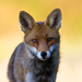 20120130213137_firefox 20120130213137_firefox