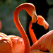 20120130214211_flamants_rose 20120130214211_flamants_rose