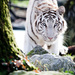 20120130230906_tigre 20120130230906_tigre