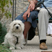 20120130232009_animal_acte_1_ 20120130232009_animal_acte_1_