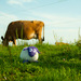 20120130184347_meehlange_des_genres 20120130184347_meehlange_des_genres