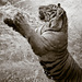 20120131023905_panthera_tigris