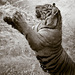20120131023905_panthera_tigris 20120131023905_panthera_tigris