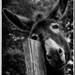 20120131093631_ane__compet_phot 20120131093631_ane__compet_phot
